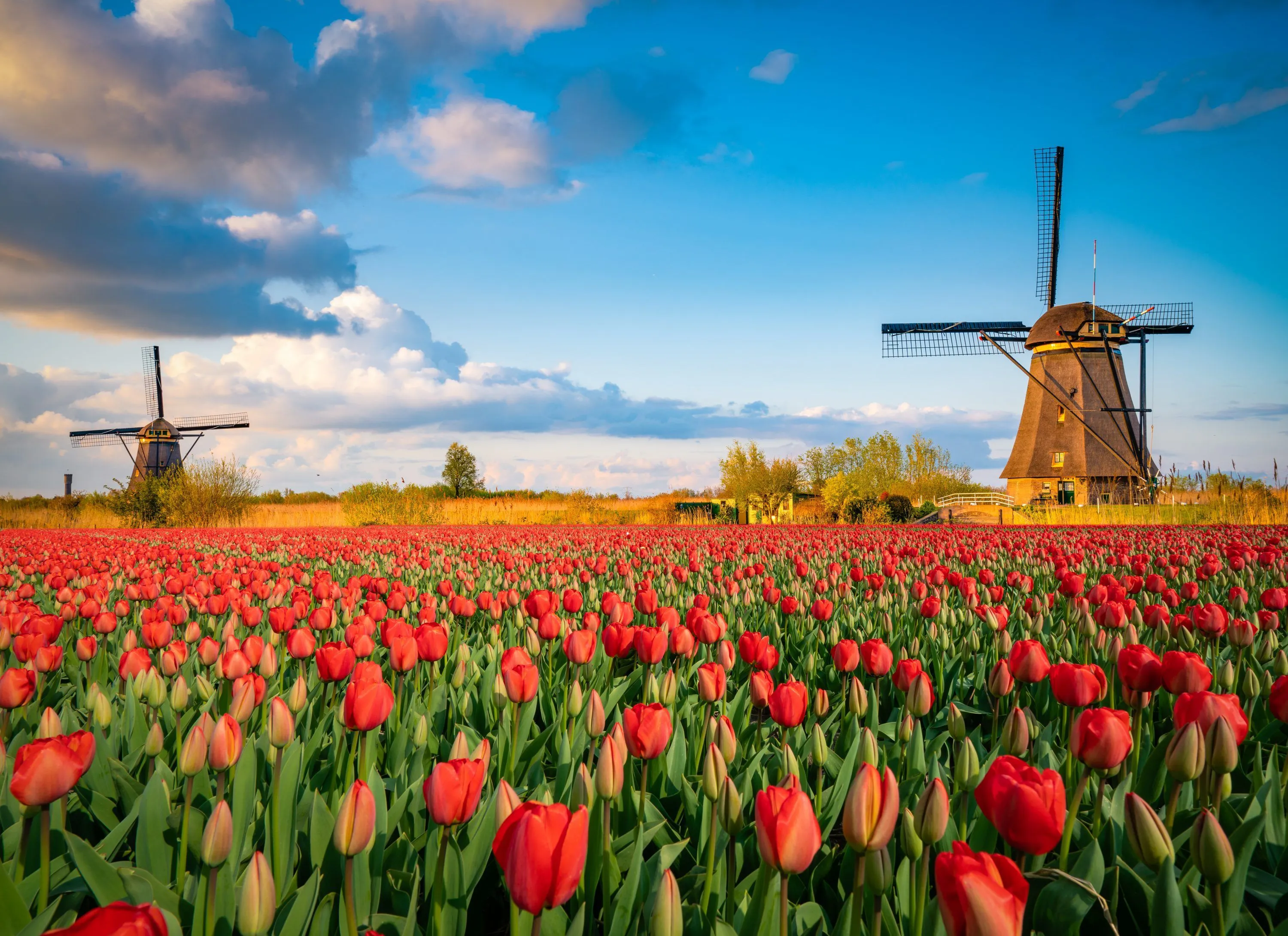 top-10-vertaalbureaus-in-nederland-asset